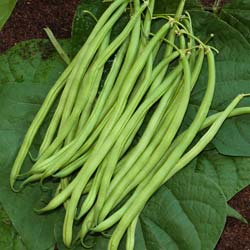 Dwarf French Filet beans Mangetout Talisman